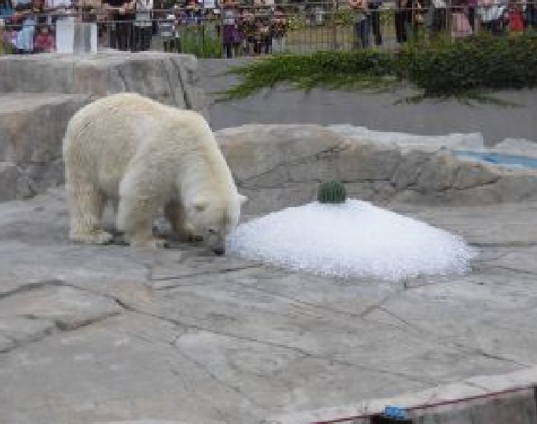 札幌市円山動物園に氷を贈りました！