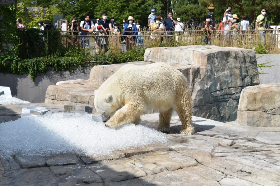 円山動物園に氷をプレゼントしました