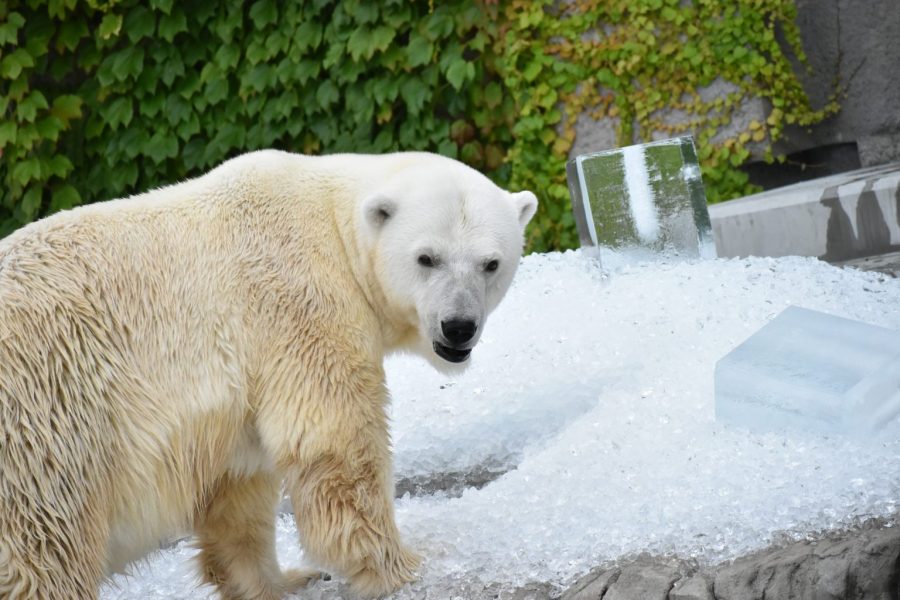 札幌市円山動物園に氷を贈りました！