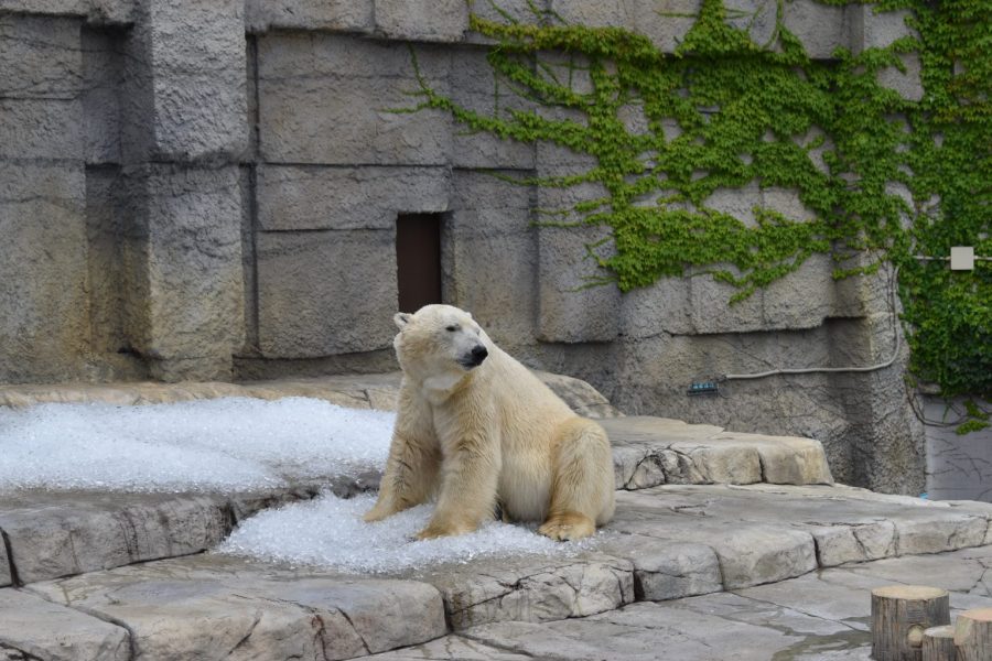 円山動物園に氷を贈りました！！