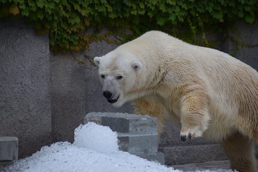 円山動物園様に氷を贈呈させていただきました！