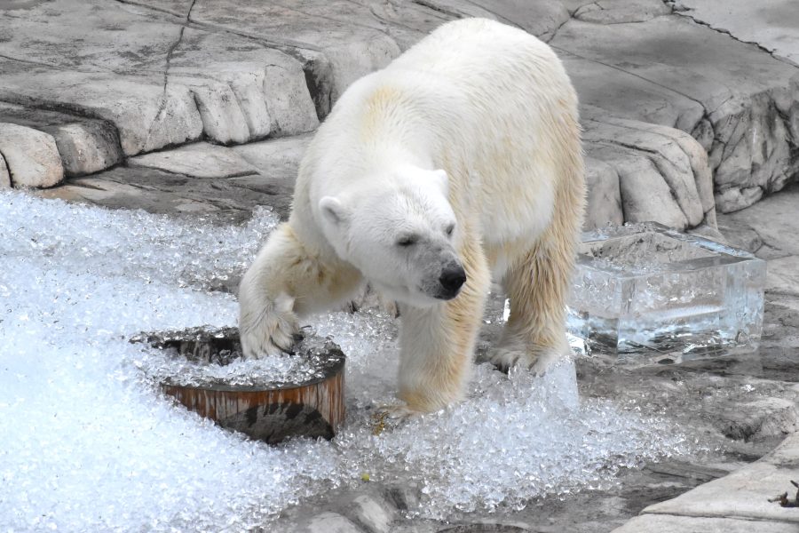 円山動物園に氷を贈呈させていただきました！🐻‍❄️🧊